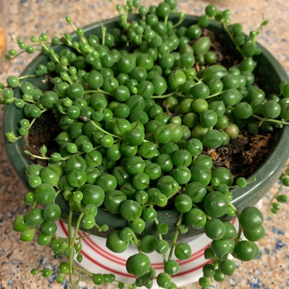 Meet your Posher, Kristy